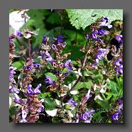 Salvia officinalis Tricolor (le jardin de la poterie Hillen) www.poterie.fr